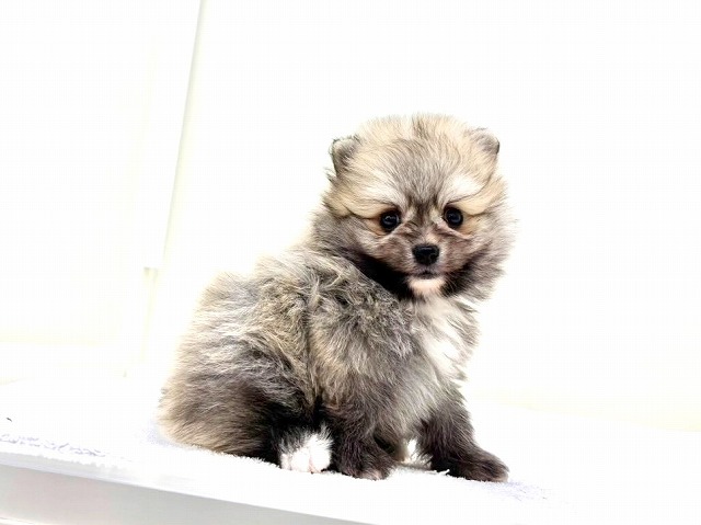 東京都のポメラニアン (かねだい本町田店/2026年1月4日生まれ/男の子/オレンジセーブル)の子犬の4枚目の画像