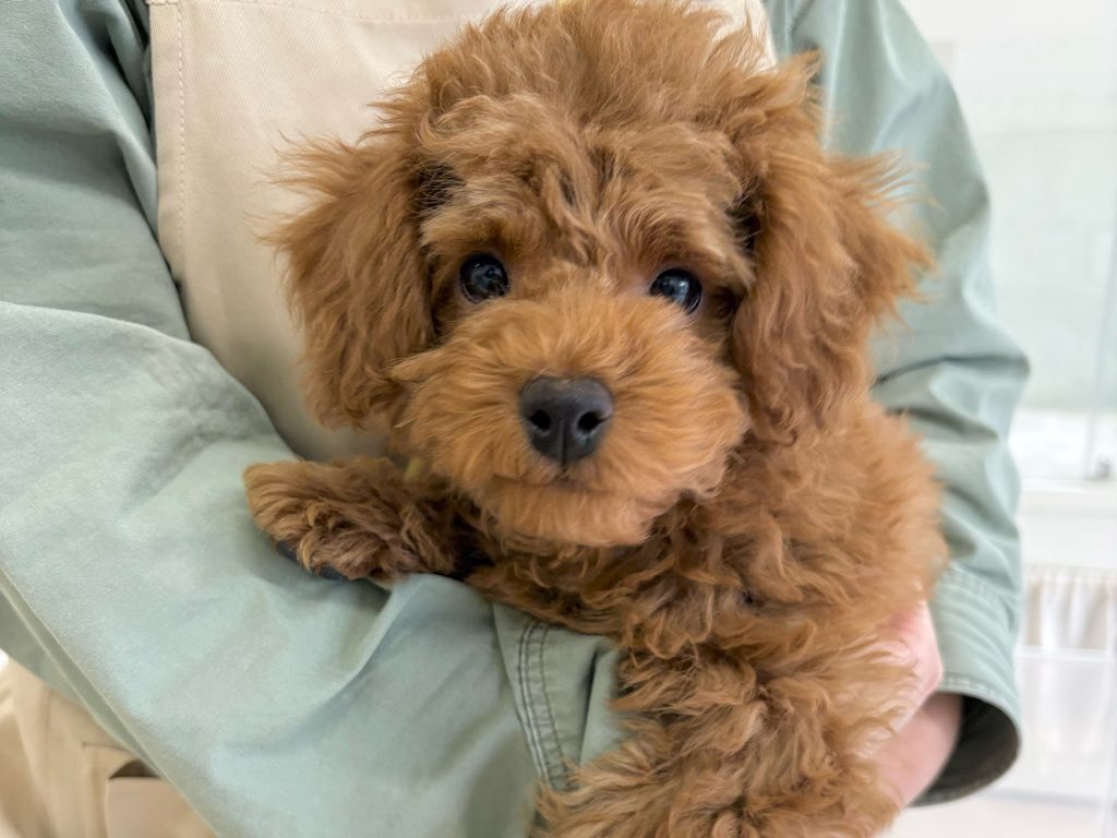 群馬県のトイプードル(トイ) (かねだいペットトライアル前橋/2025年12月20日生まれ/男の子/レッド)の子犬の2枚目の画像