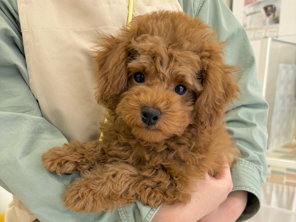 群馬県のトイプードル(トイ) (かねだいペットトライアル前橋/2025年12月20日生まれ/男の子/レッド)の子犬の1枚目の画像