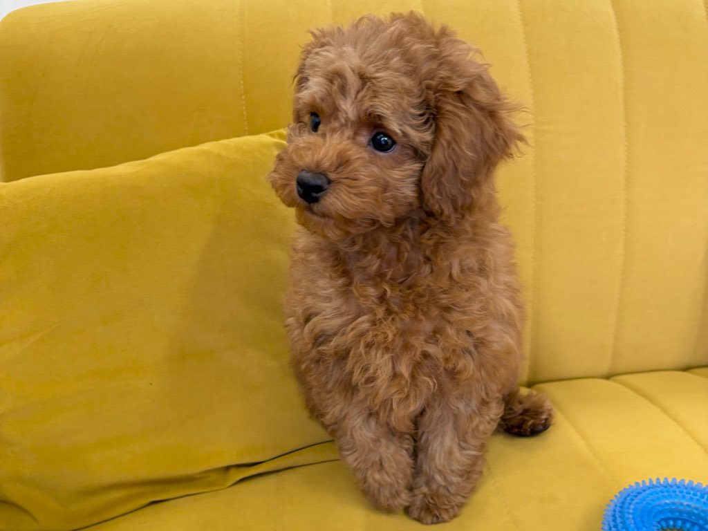 群馬県のトイプードル(トイ) (かねだいペットトライアル前橋/2025年12月20日生まれ/男の子/レッド)の子犬の4枚目の画像