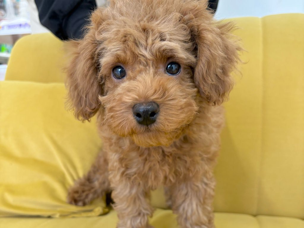 群馬県のトイプードル(トイ) (かねだいペットトライアル前橋/2025年12月20日生まれ/男の子/レッド)の子犬の3枚目の画像