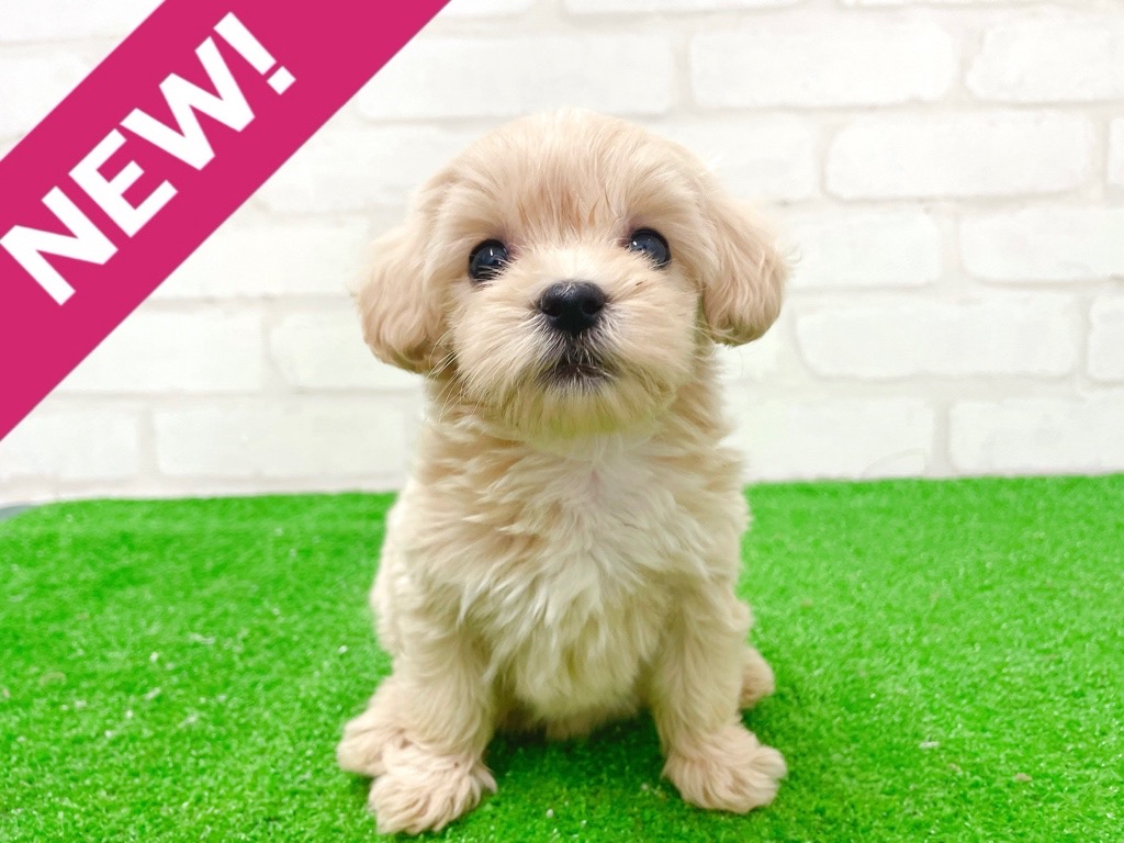 東京都のマルプー(マルチーズ×プードル) (かねだい立川店/2026年1月3日生まれ/女の子/アプリコット)の子犬の1枚目の画像