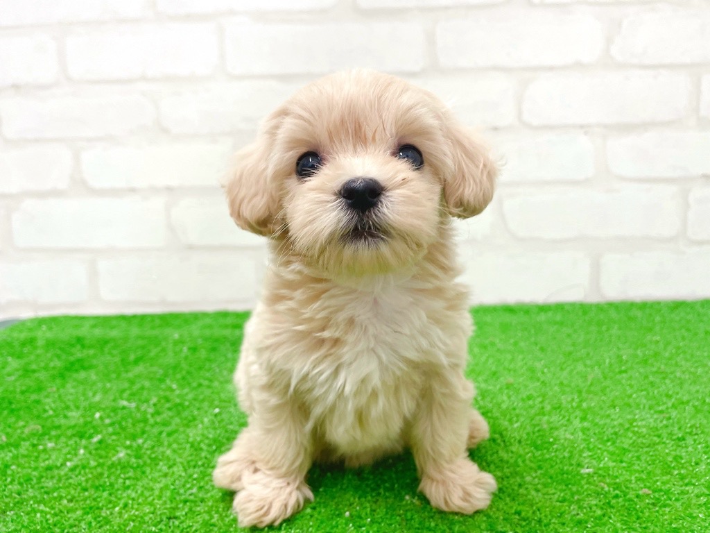 東京都のマルプー(マルチーズ×プードル) (かねだい立川店/2026年1月3日生まれ/女の子/アプリコット)の子犬の2枚目の画像