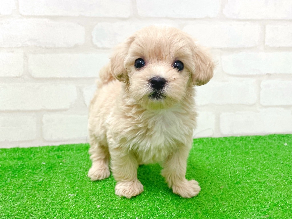 東京都のマルプー(マルチーズ×プードル) (かねだい立川店/2026年1月3日生まれ/女の子/アプリコット)の子犬の3枚目の画像