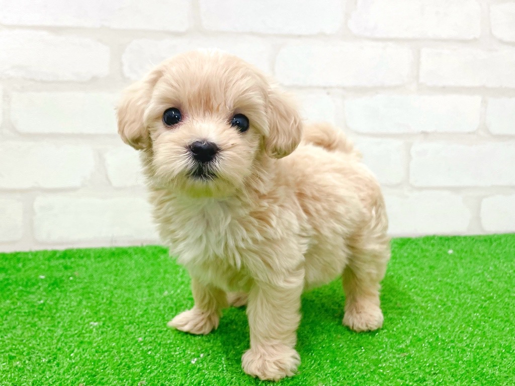 東京都のマルプー(マルチーズ×プードル) (かねだい立川店/2026年1月3日生まれ/女の子/アプリコット)の子犬の4枚目の画像