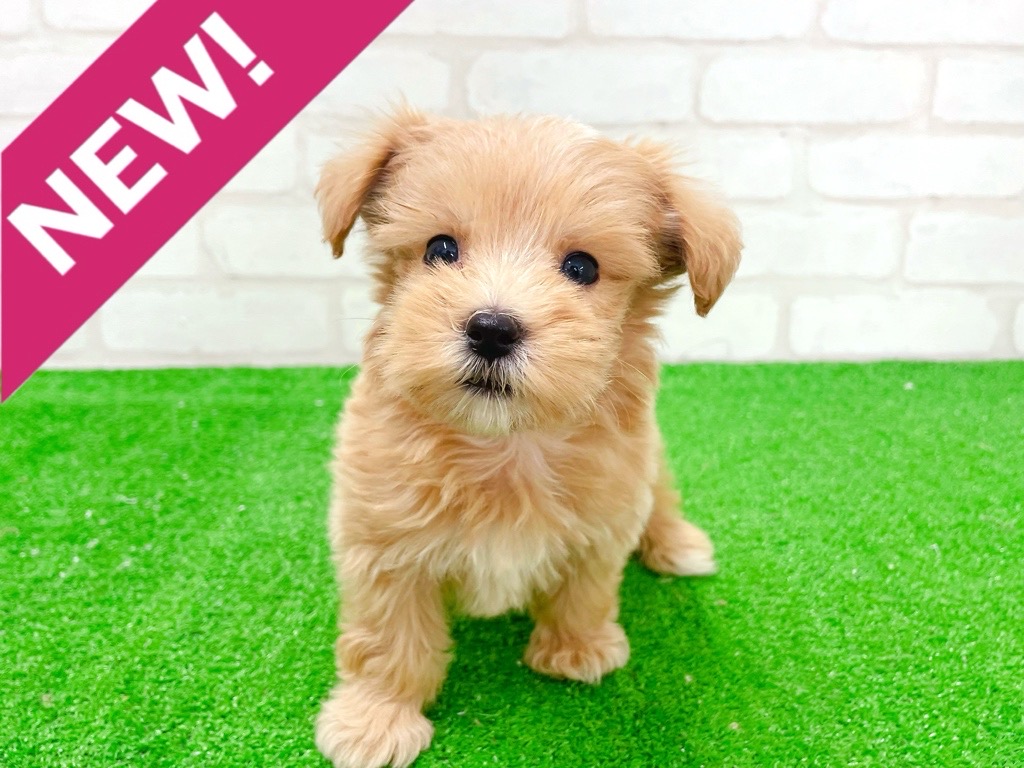 東京都のマルプー(マルチーズ×プードル) (かねだい立川店/2026年1月3日生まれ/男の子/アプリコット)の子犬の1枚目の画像