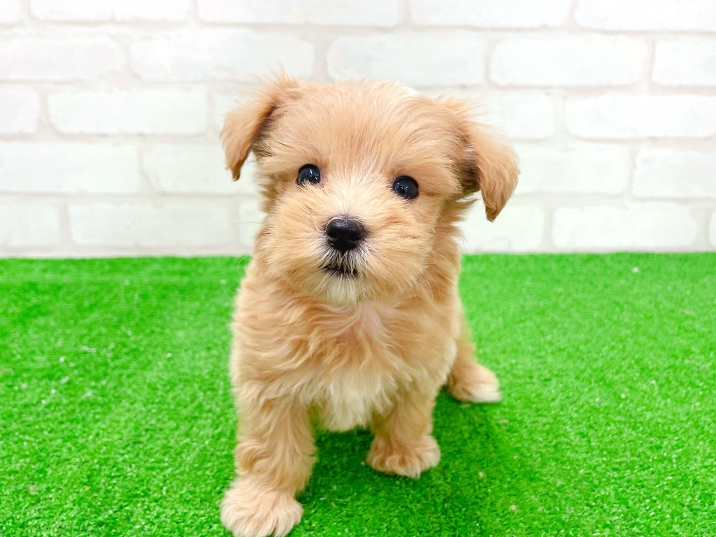 東京都のマルプー(マルチーズ×プードル) (かねだい立川店/2026年1月3日生まれ/男の子/アプリコット)の子犬の2枚目の画像