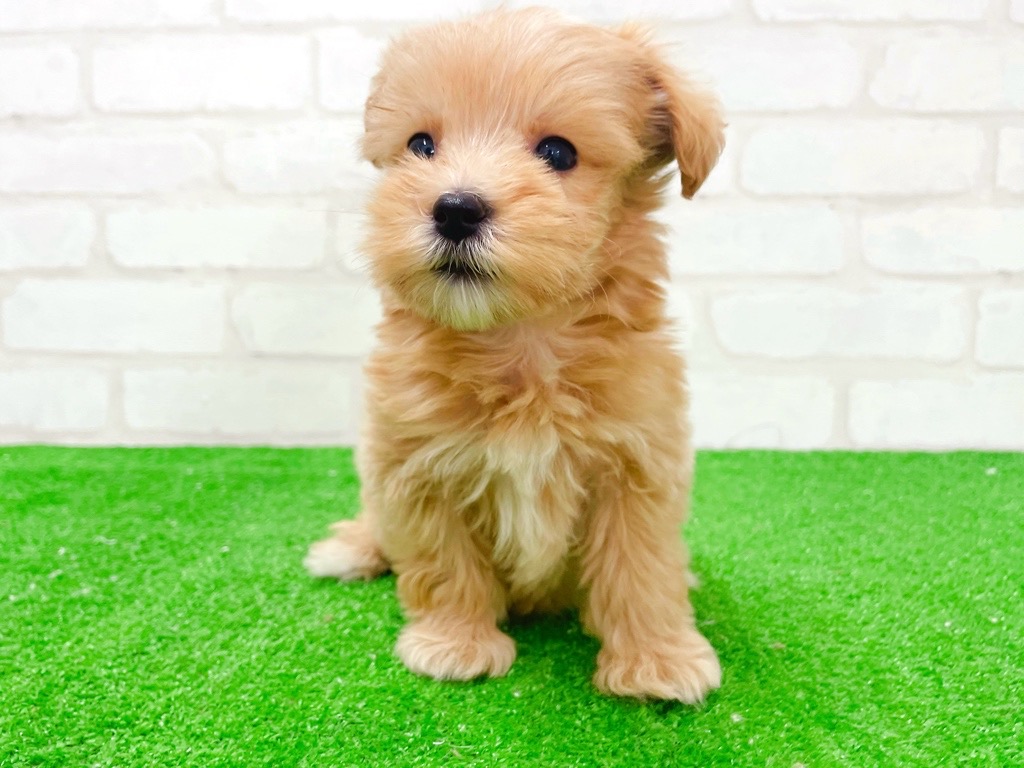 東京都のマルプー(マルチーズ×プードル) (かねだい立川店/2026年1月3日生まれ/男の子/アプリコット)の子犬の3枚目の画像