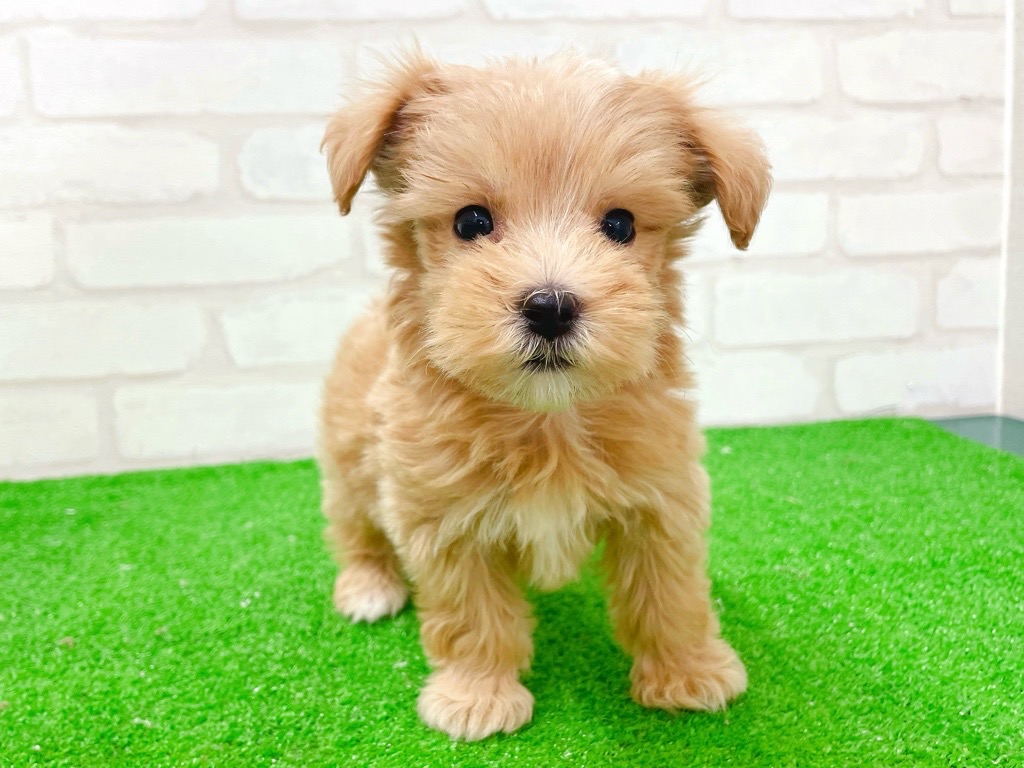 東京都のマルプー(マルチーズ×プードル) (かねだい立川店/2026年1月3日生まれ/男の子/アプリコット)の子犬の4枚目の画像