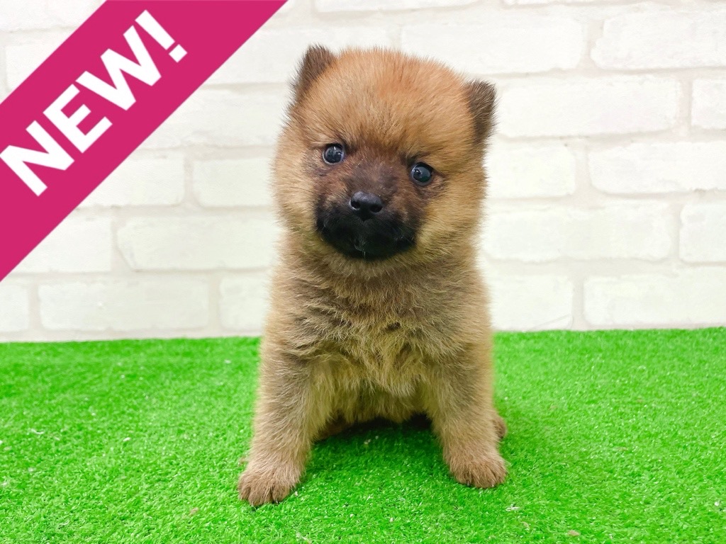 東京都のポメ柴/豆ポメ/ポメ豆柴(ポメラニアン×柴犬) (かねだい立川店/2026年1月2日生まれ/男の子/レッド)の子犬の1枚目の画像