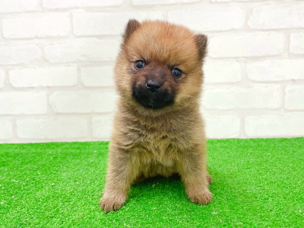 東京都のポメ柴/豆ポメ/ポメ豆柴(ポメラニアン×柴犬) (かねだい立川店/2026年1月2日生まれ/男の子/レッド)の子犬の2枚目の画像