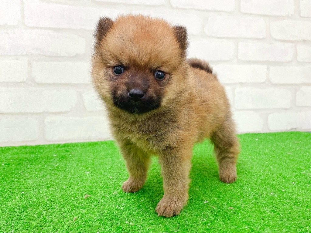 東京都のポメ柴/豆ポメ/ポメ豆柴(ポメラニアン×柴犬) (かねだい立川店/2026年1月2日生まれ/男の子/レッド)の子犬の3枚目の画像