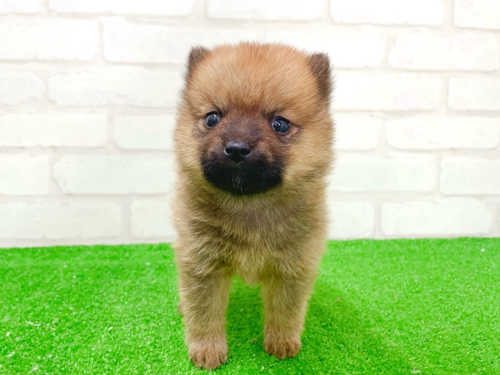 東京都のポメ柴/豆ポメ/ポメ豆柴(ポメラニアン×柴犬) (かねだい立川店/2026年1月2日生まれ/男の子/レッド)の子犬の4枚目の画像