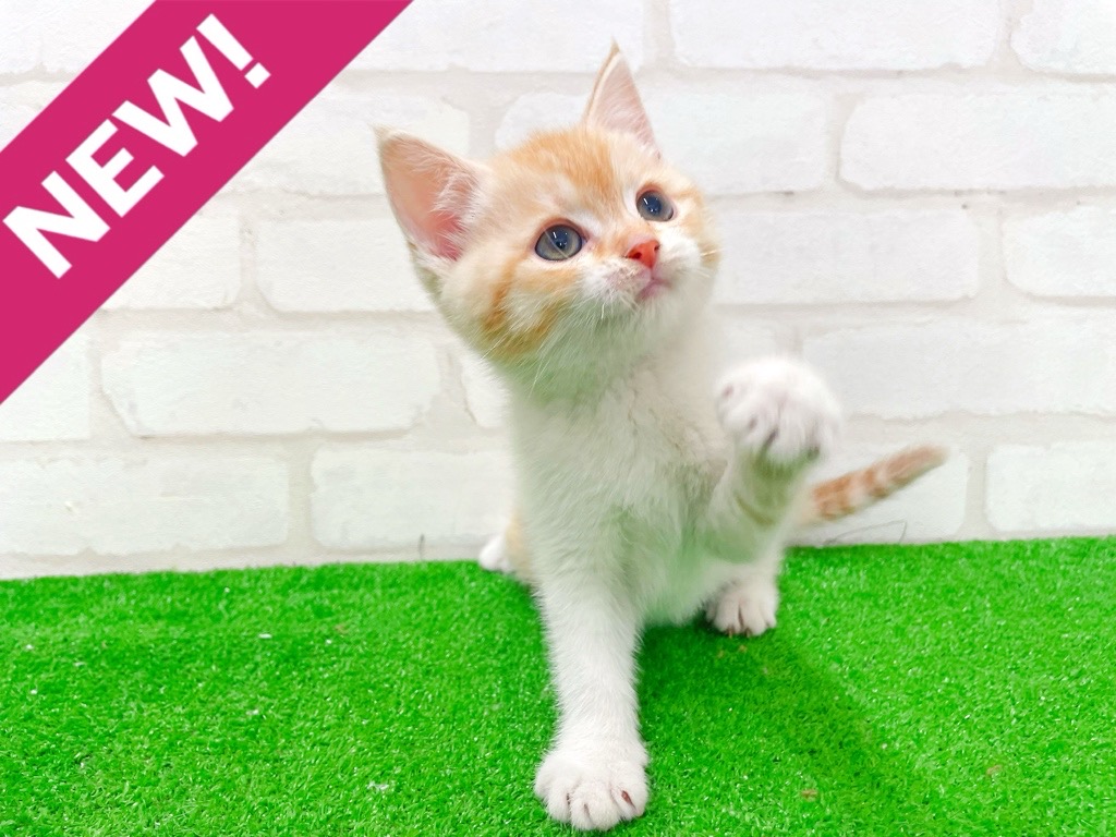 東京都のミヌエット (かねだい立川店/2026年1月4日生まれ/女の子/レッドタビーホワイト)の子猫の1枚目の画像