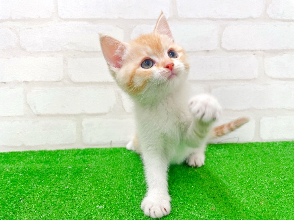 東京都のミヌエット (かねだい立川店/2026年1月4日生まれ/女の子/レッドタビーホワイト)の子猫の2枚目の画像