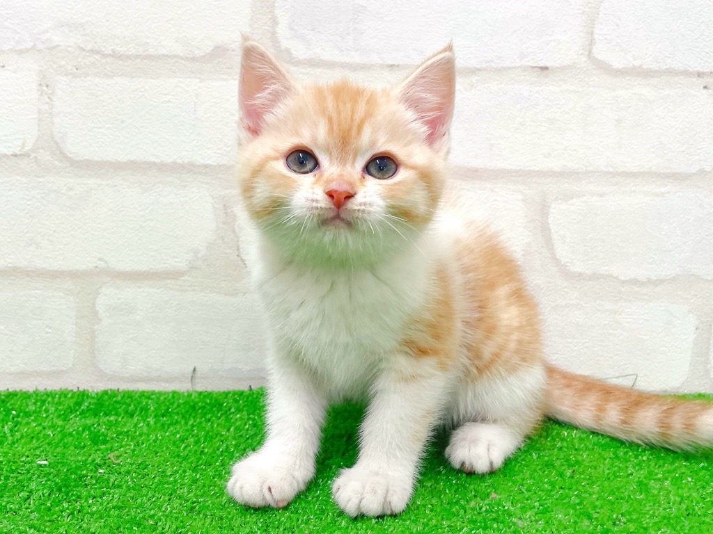 東京都のミヌエット (かねだい立川店/2026年1月4日生まれ/女の子/レッドタビーホワイト)の子猫の3枚目の画像