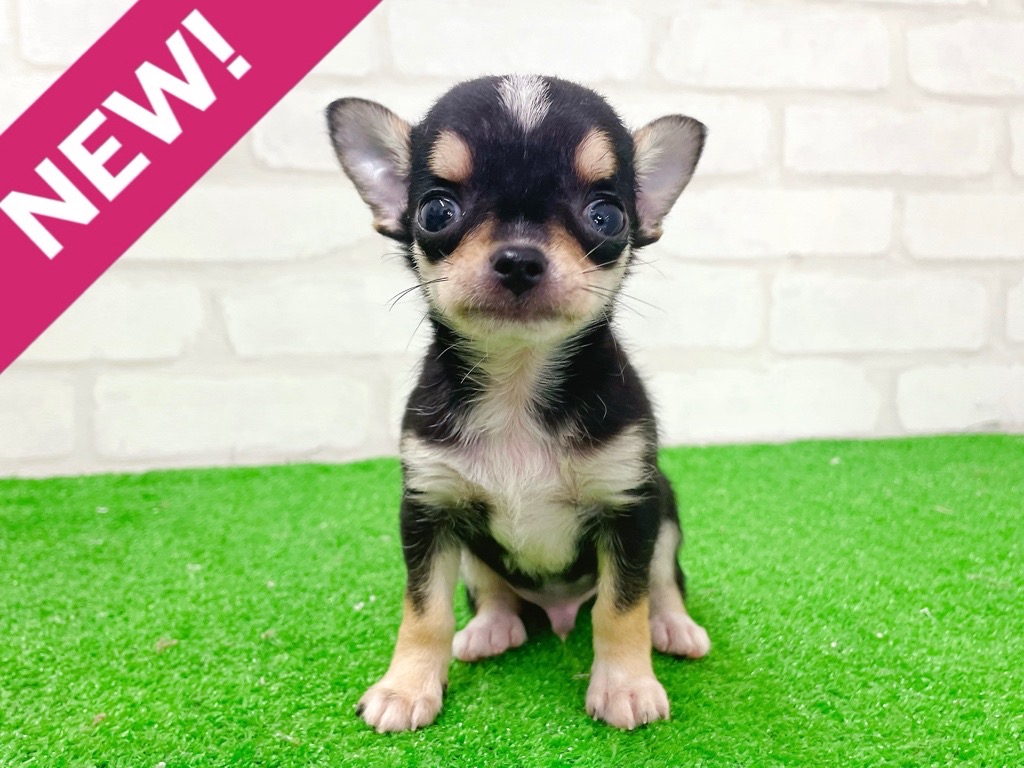 東京都のチワワ(スムース) (かねだい立川店/2026年1月2日生まれ/男の子/ブラックホワイトタン)の子犬の1枚目の画像