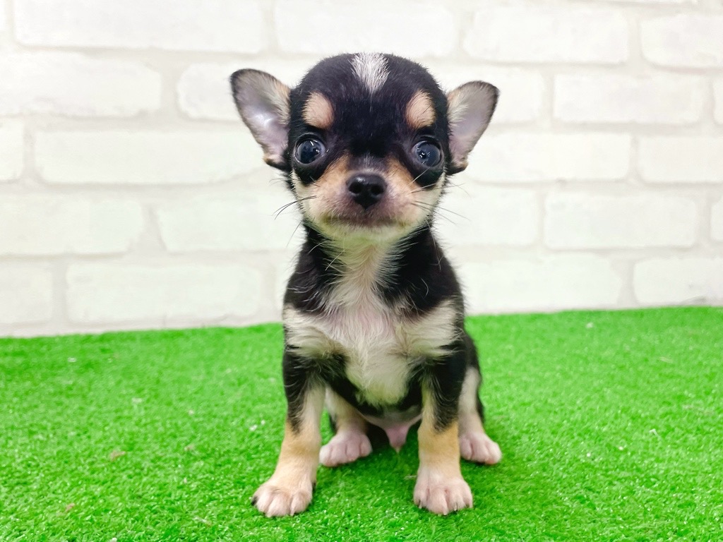 東京都のチワワ(スムース) (かねだい立川店/2026年1月2日生まれ/男の子/ブラックホワイトタン)の子犬の2枚目の画像