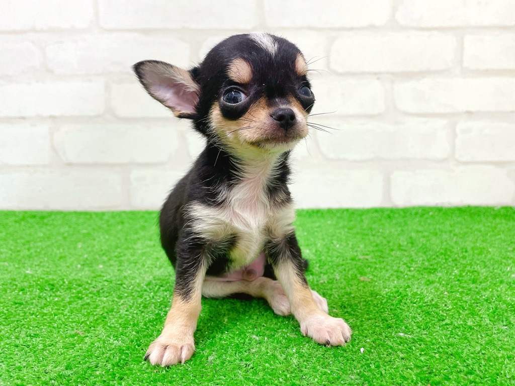 東京都のチワワ(スムース) (かねだい立川店/2026年1月2日生まれ/男の子/ブラックホワイトタン)の子犬の3枚目の画像