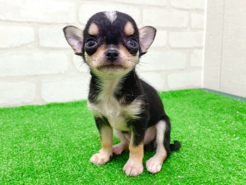 東京都のチワワ(スムース) (かねだい立川店/2026年1月2日生まれ/男の子/ブラックホワイトタン)の子犬の4枚目の画像