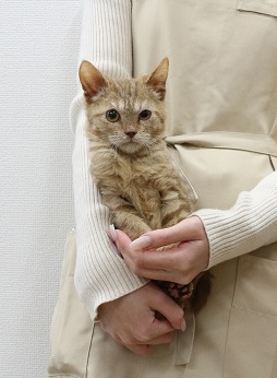 神奈川県のマンチカン (かねだい伊勢原店/2025年12月6日生まれ/男の子/レッドタビー)の子猫