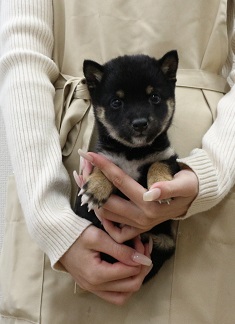 神奈川県の豆柴 (かねだい伊勢原店/2025年12月13日生まれ/女の子/黒)の子犬