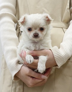 神奈川県のチワワ(ロング) (かねだい伊勢原店/2026年1月4日生まれ/女の子/クリーム)の子犬