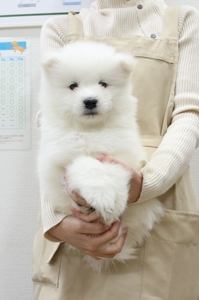 神奈川県のサモエド (かねだい伊勢原店/2026年1月2日生まれ/男の子/ホワイト)の子犬