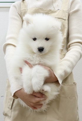 神奈川県のサモエド (かねだい伊勢原店/2026年1月2日生まれ/女の子/ホワイト)の子犬