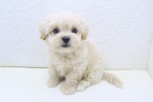 神奈川県のペキプー(ペキニーズ×プードル) (かねだい海老名店/2026年1月4日生まれ/男の子/クリーム)の子犬