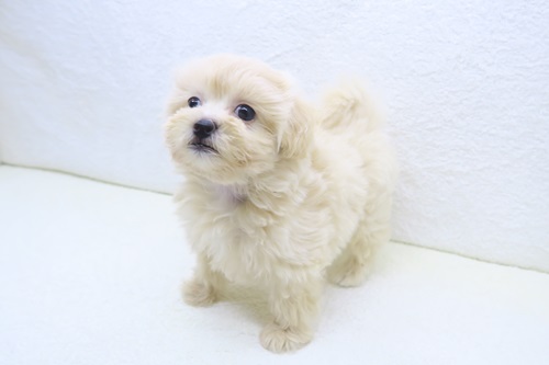 神奈川県のペキプー(ペキニーズ×プードル) (かねだい海老名店/2026年1月2日生まれ/女の子/クリーム)の子犬