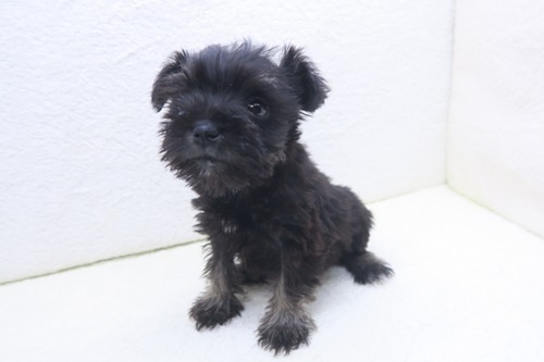 神奈川県のミニチュアシュナウザー (かねだい海老名店/2026年1月3日生まれ/男の子/ブラックシルバー)の子犬