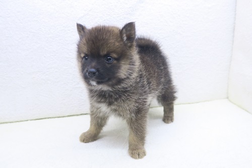 神奈川県のポメ柴/豆ポメ/ポメ豆柴(ポメラニアン×柴犬) (かねだい海老名店/2026年1月4日生まれ/女の子/オレンジ)の子犬