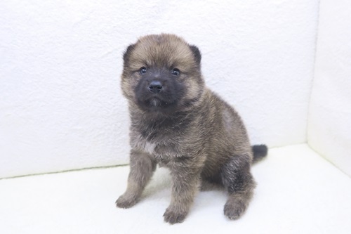 神奈川県のポメ柴/豆ポメ/ポメ豆柴(ポメラニアン×柴犬) (かねだい海老名店/2026年1月2日生まれ/男の子/レッド)の子犬