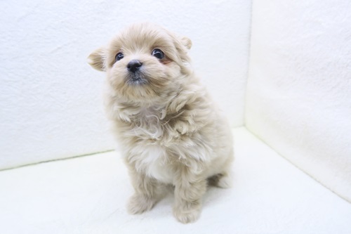 神奈川県のチワプー/プーチー(チワワ×プードル) (かねだい海老名店/2026年1月2日生まれ/女の子/アプリコット)の子犬