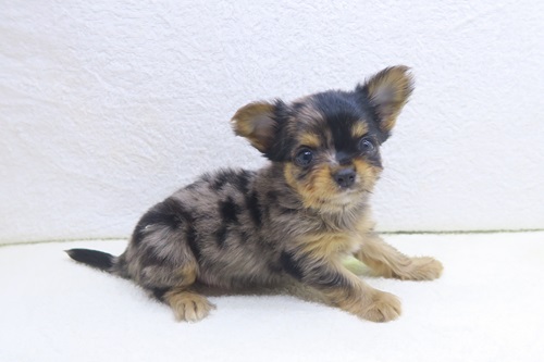 神奈川県のヨーチー/チワキー/チワヨーキー(ヨークシャーテリア×チワワ) (かねだい海老名店/2026年1月3日生まれ/男の子/イザベラマーブル)の子犬