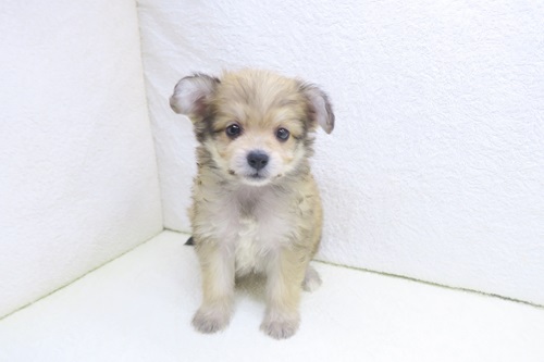 神奈川県のポメビション(ポメラニアン×ビションフリーゼ) (かねだい海老名店/2026年1月2日生まれ/女の子/オレンジセーブル)の子犬