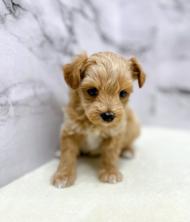 新品ANTEPRIMA ビーズ犬顔バッグ ゴールド系 価格の安いMIX犬（父：マルチーズ 母：トイプードル）♀入舎時