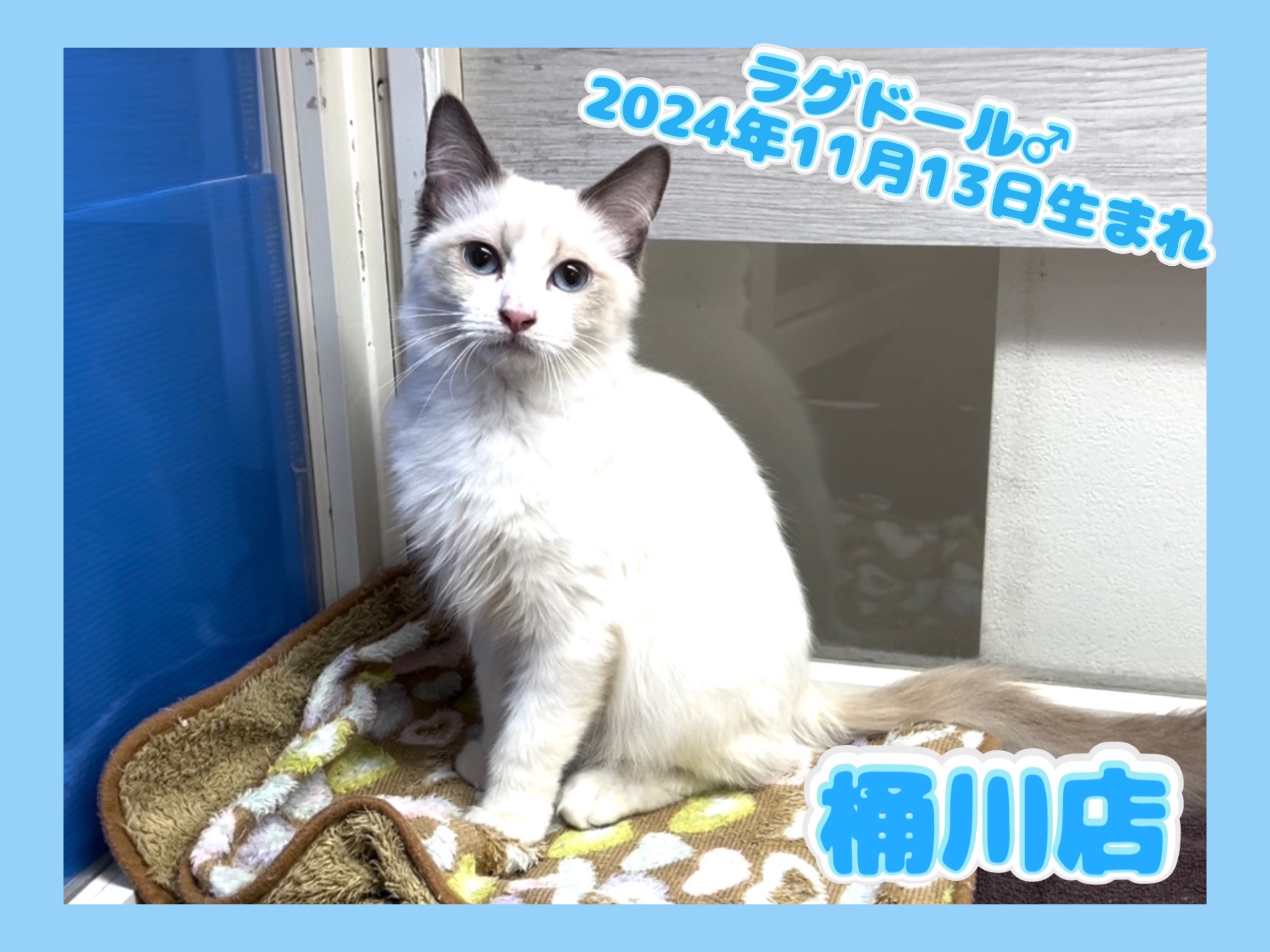 埼玉県のラグドール (かねだい桶川店/2024年11月13日生まれ/男の子/シールポイントバイカラー)の子猫