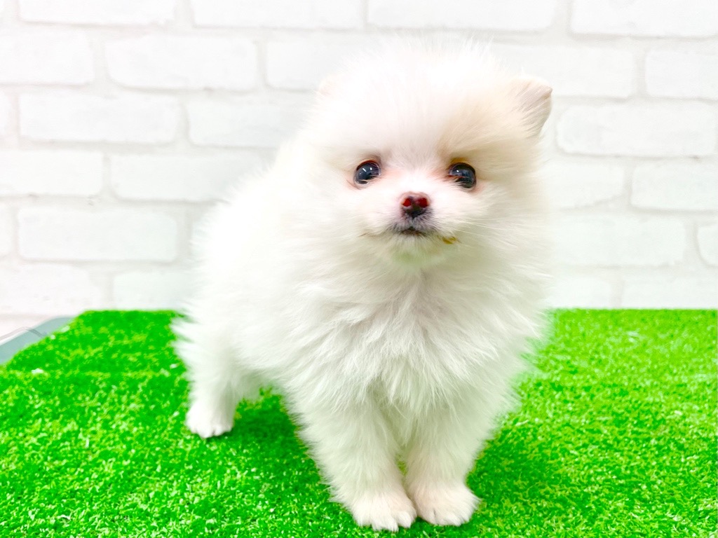 価格の安い【動画あり！】犬MIX（父:ポメラニアン/母:ロング