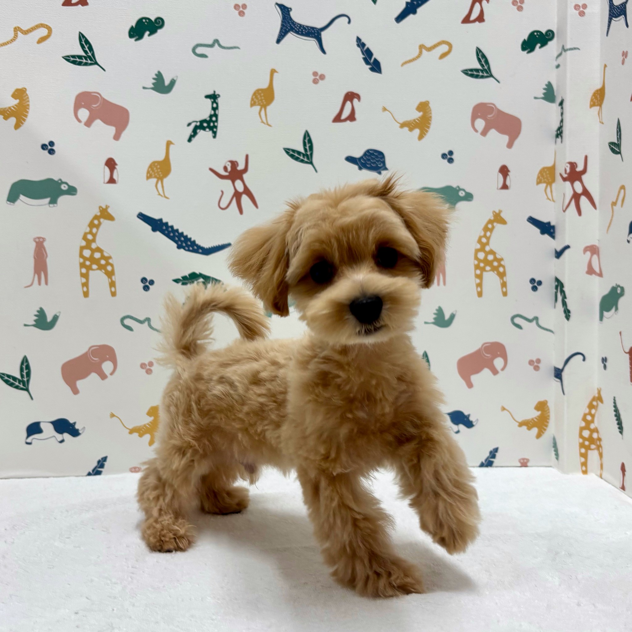 東京都のハーフ犬・ミックス犬 (かねだい足立店/2025年11月26日生まれ/男の子/その他色)の子犬の2枚目の画像