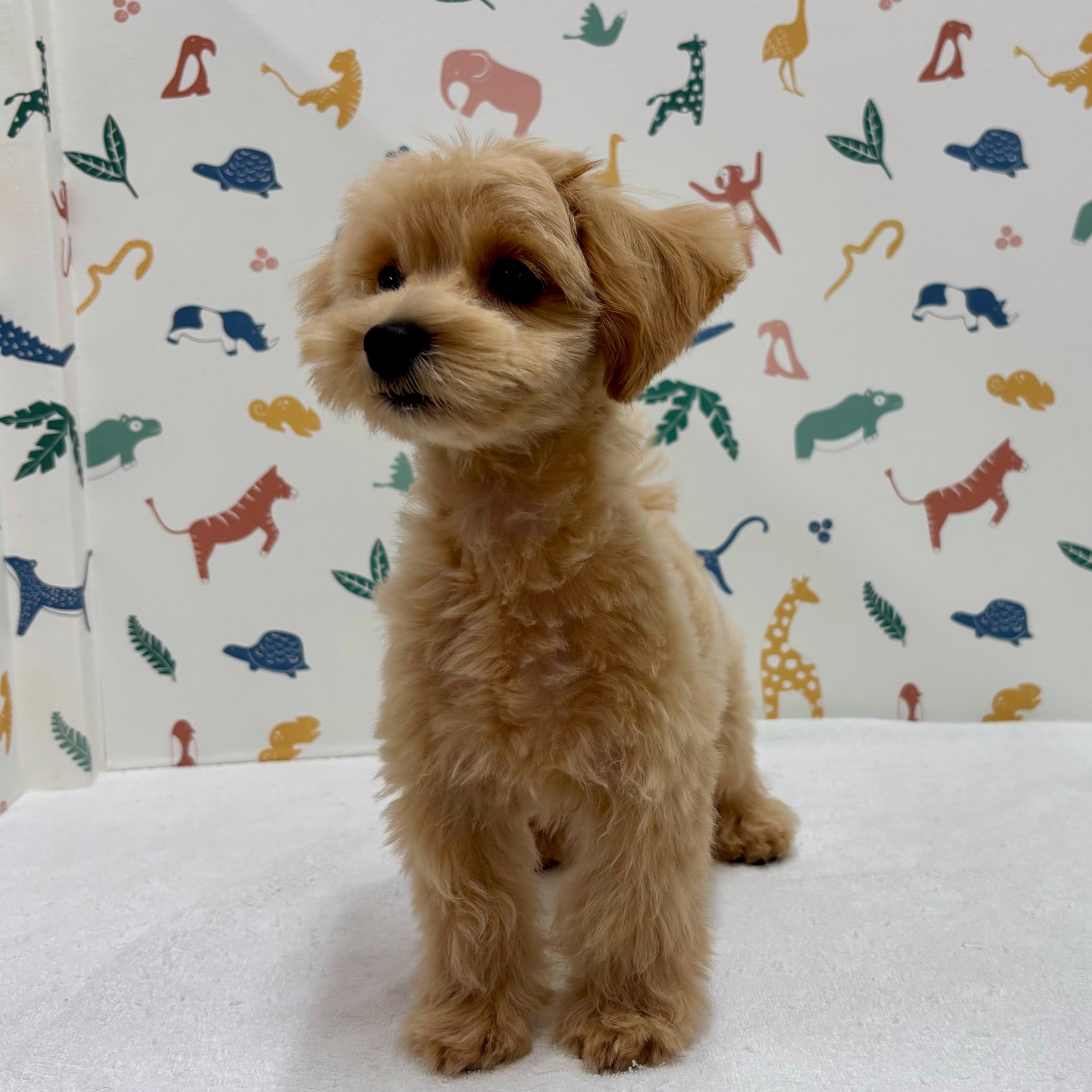 東京都のハーフ犬・ミックス犬 (かねだい足立店/2025年11月26日生まれ/男の子/その他色)の子犬の3枚目の画像