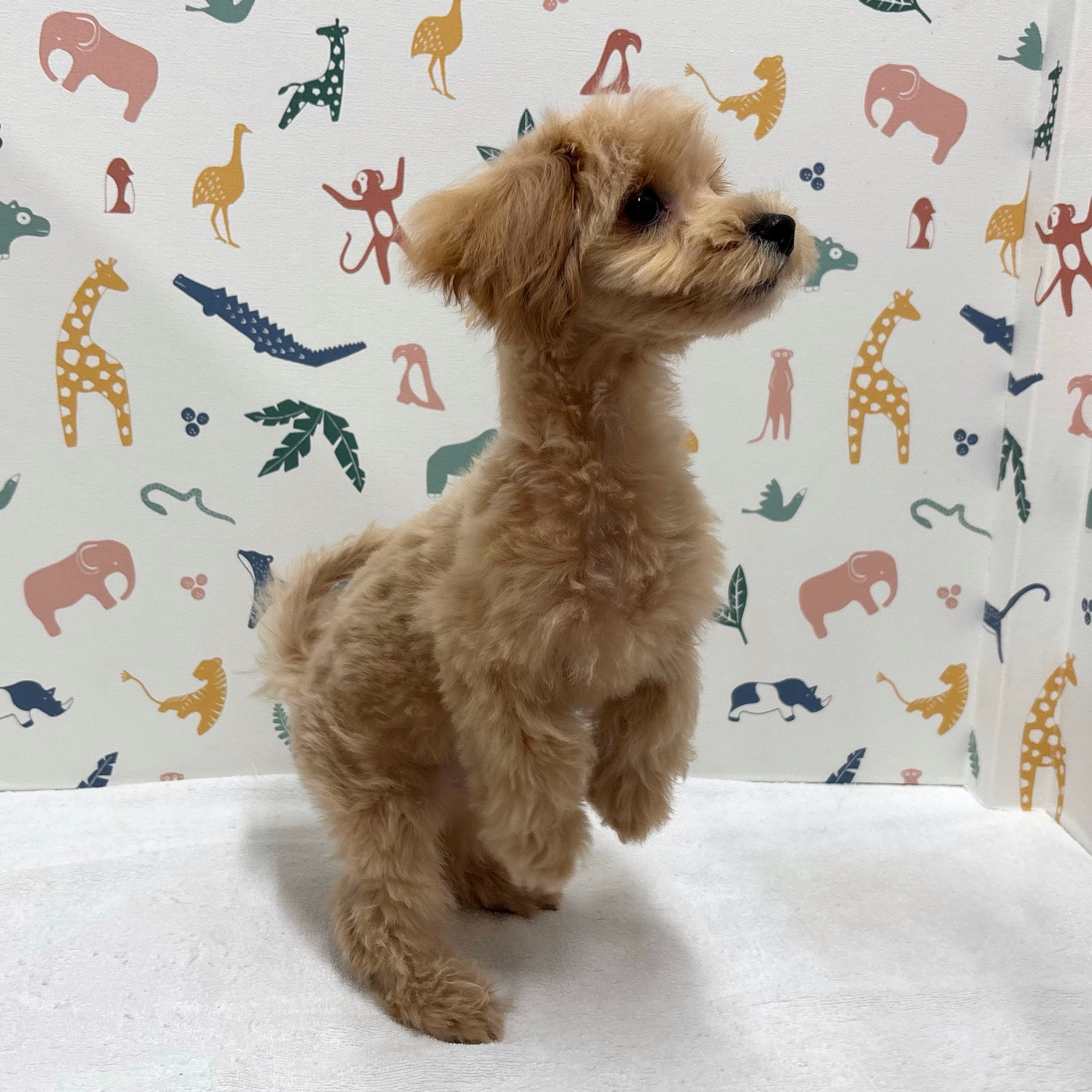 東京都のハーフ犬・ミックス犬 (かねだい足立店/2025年11月26日生まれ/男の子/その他色)の子犬の4枚目の画像