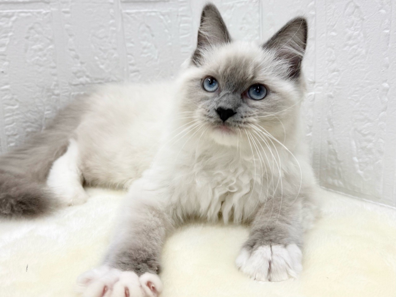 東京都のラグドール (かねだい青梅店/2025年12月10日生まれ/男の子/ブルーポイントミテッド)の子猫の2枚目の画像