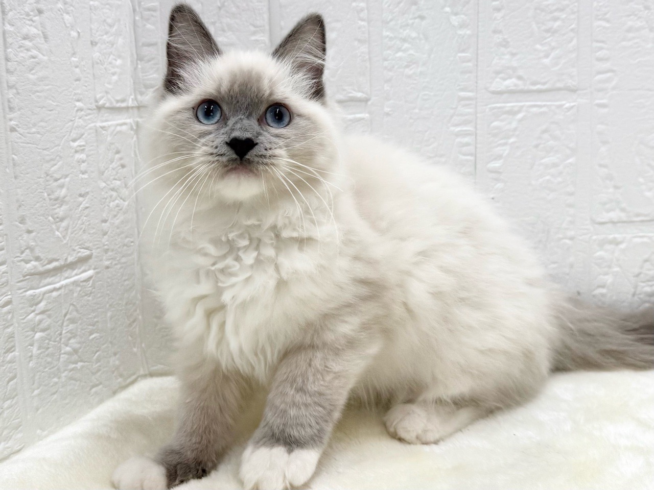 東京都のラグドール (かねだい青梅店/2025年12月10日生まれ/男の子/ブルーポイントミテッド)の子猫の3枚目の画像