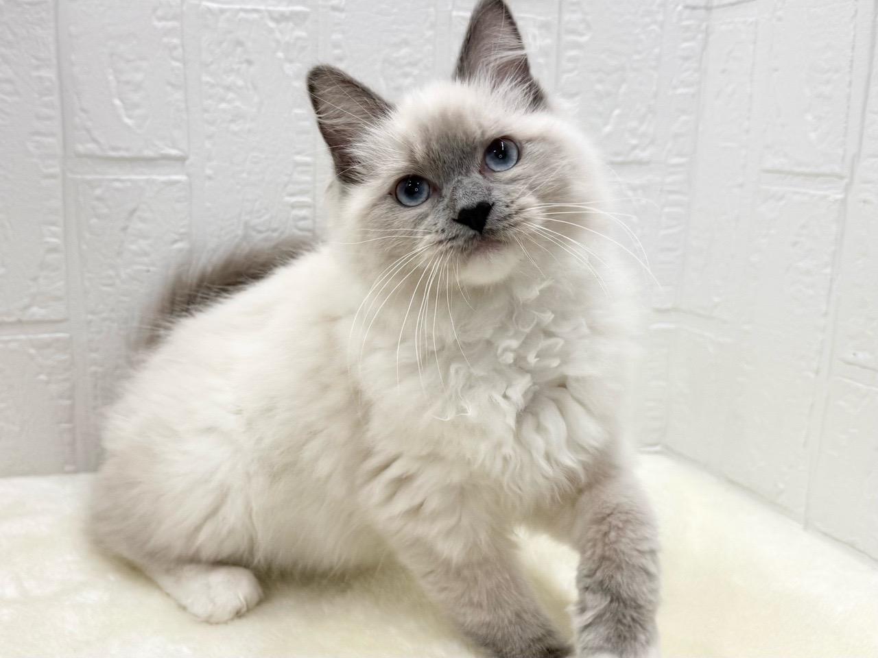 東京都のラグドール (かねだい青梅店/2025年12月10日生まれ/男の子/ブルーポイントミテッド)の子猫の4枚目の画像