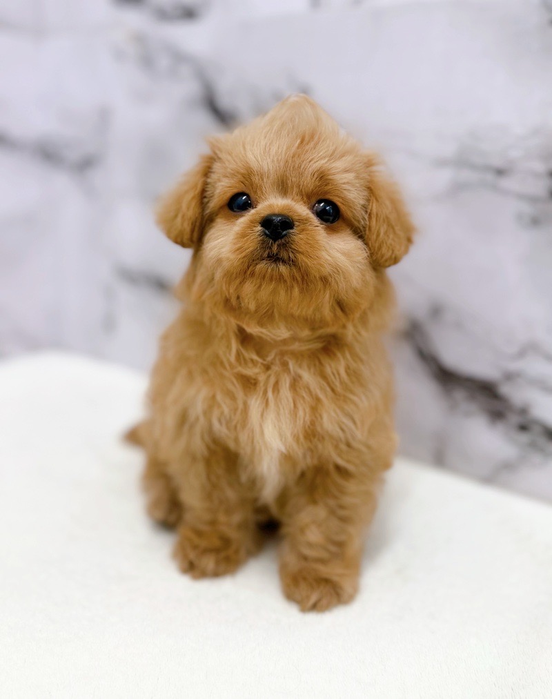 神奈川県のペキプー(ペキニーズ×プードル) (かねだい東戸塚店/2025年12月13日生まれ/男の子/アプリコット)の子犬の1枚目の画像
