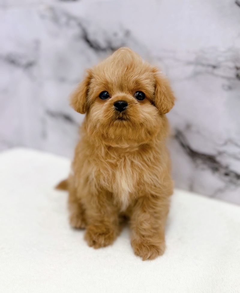 神奈川県のペキプー(ペキニーズ×プードル) (かねだい東戸塚店/2025年12月13日生まれ/男の子/アプリコット)の子犬の3枚目の画像