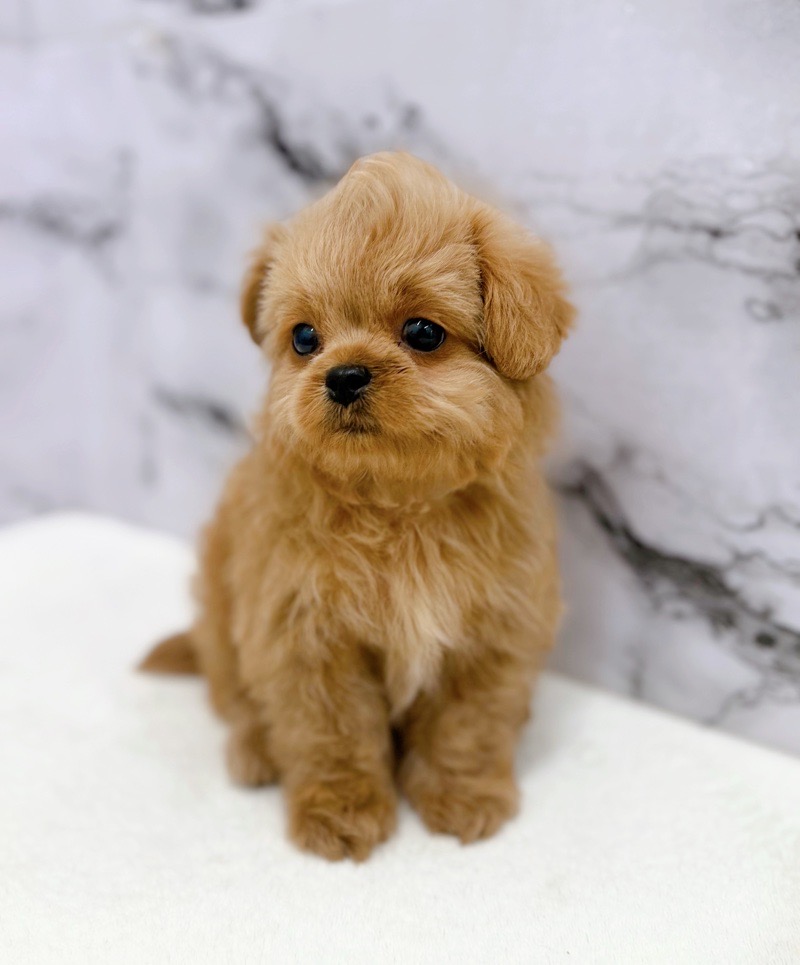 神奈川県のペキプー(ペキニーズ×プードル) (かねだい東戸塚店/2025年12月13日生まれ/男の子/アプリコット)の子犬の4枚目の画像