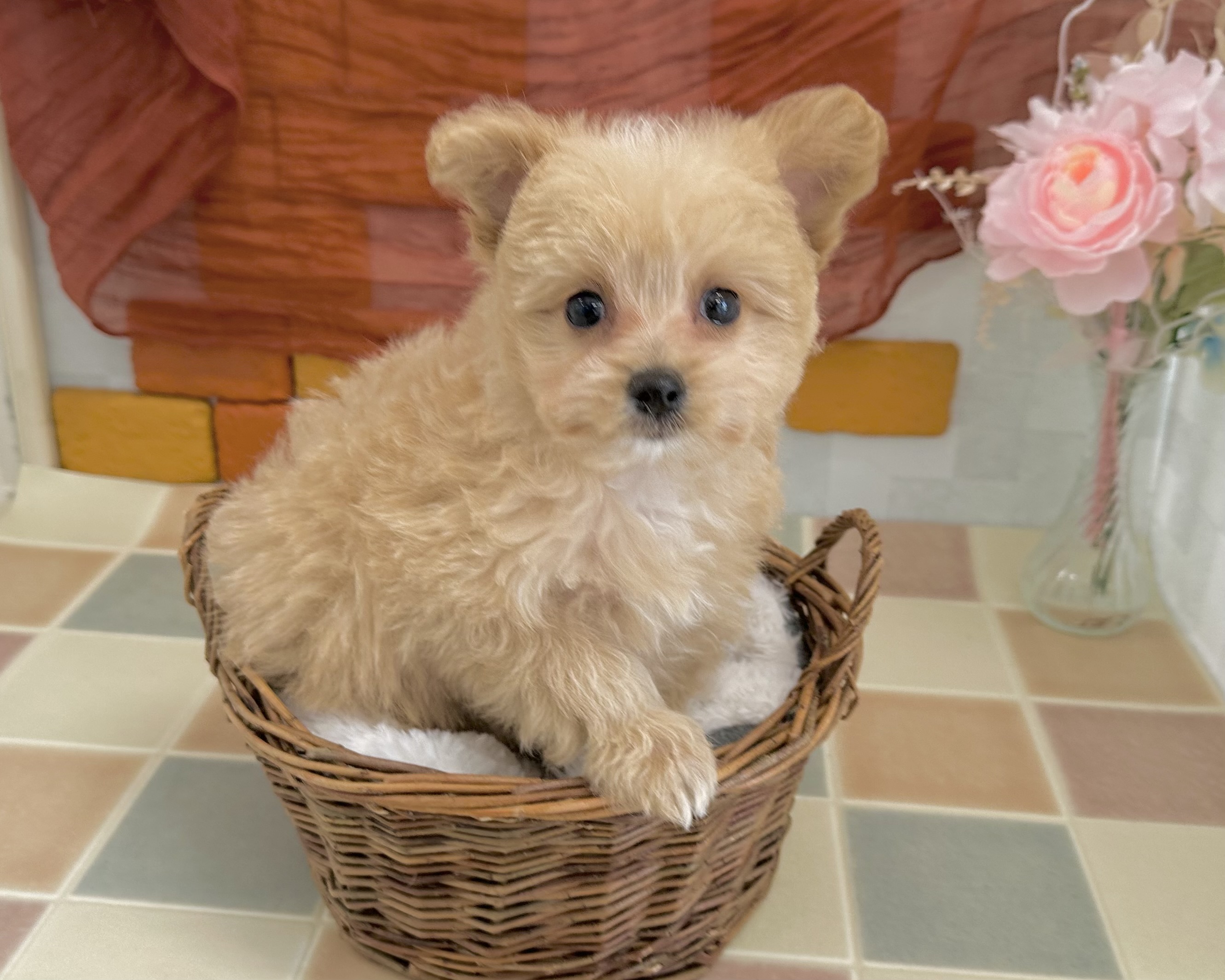 群馬県のポメプー(ポメラニアン×プードル) (かねだいペットトライアル前橋/2025年12月19日生まれ/女の子/クリーム)の子犬の1枚目の画像
